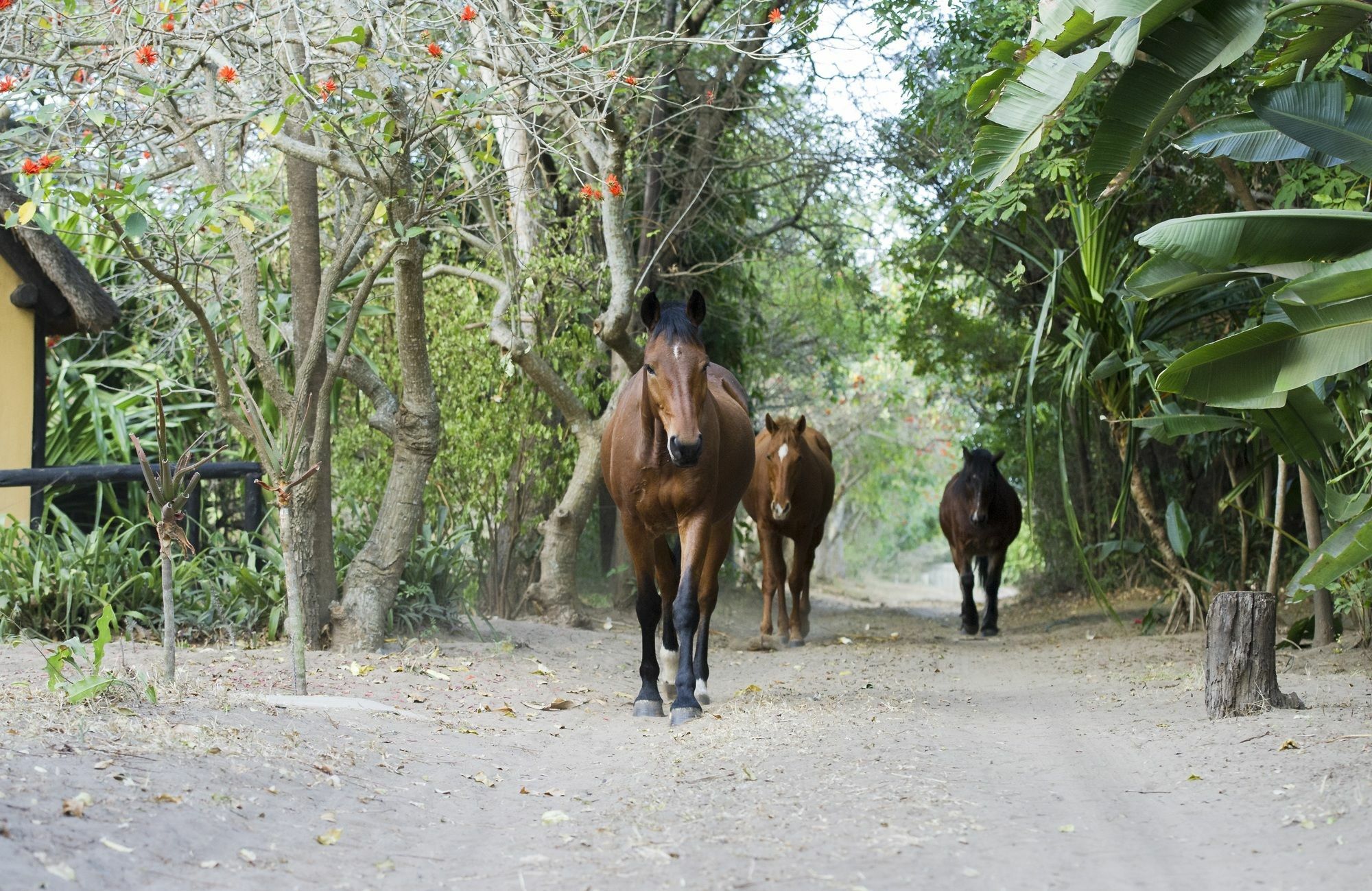 We Bushcamp & Horse Safaris Villa Hluhluwe Kültér fotó